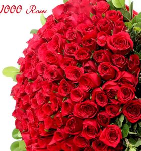 1000-roses.jpg