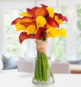 Colorful-Bliss-1-1.jpg