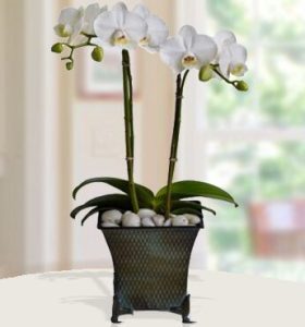 Creme-Orchid-1-1.jpg